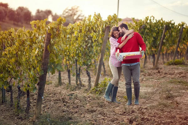 Podzimní vinice. Víno a hrozny. muž a žena kráčeli mezi řadami vinné révy — Stock fotografie