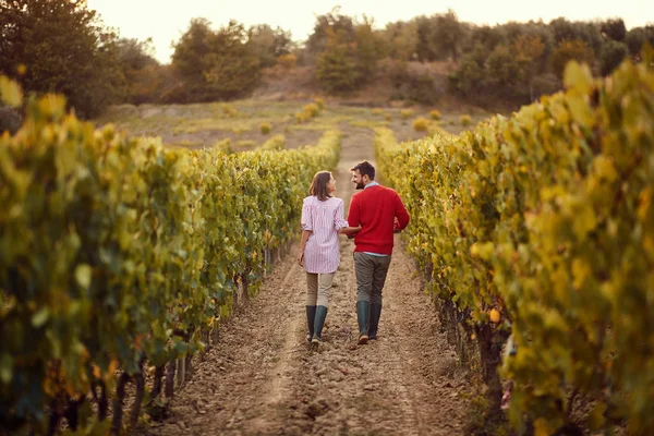 Autumn vineyards. Wine and grapes. couple walking in between row — Stock Photo, Image