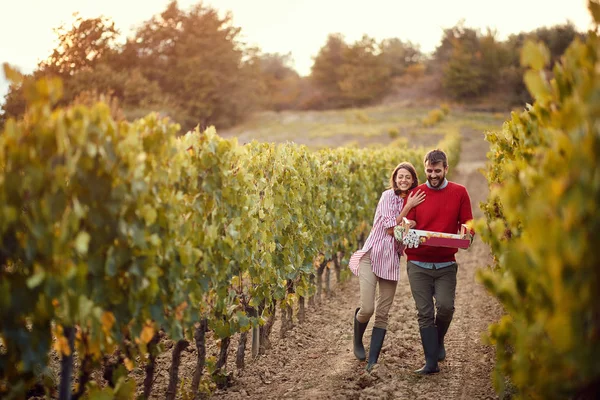 Höst vingårdar. Vin och vindruvor. Par vinmakare gå in mellan rader av vinstockar — Stockfoto