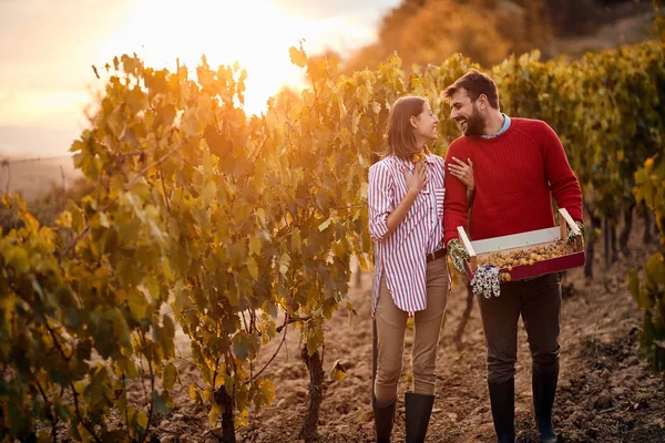 Autumn vineyards. Wine and grapes. man and woman in the vineyard — Stock Photo, Image