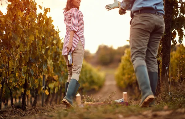 葡萄葡萄园田地。葡萄收获。年轻的农业夫妇与葡萄酒在葡萄园 — 图库照片