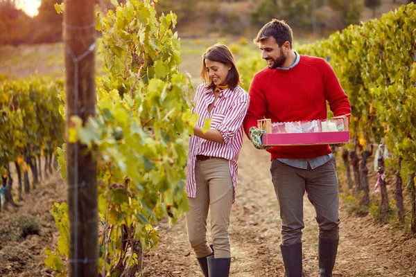 Ripe grapes in vineyard at sunset. Young couple winegrower grape — Stock Photo, Image