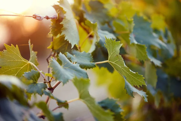 Uve mature in vigna. vigneto di famiglia. Vigneti in autunno ha — Foto Stock