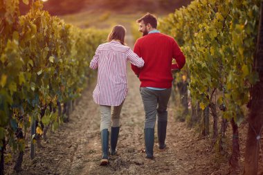 Şarap ve üzüm. Erkek ve kadın asmaların arasında yürüyorlar