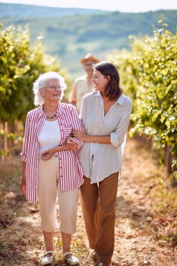 Üzüm bağı tarlaları. Üzüm hasadı. Üzüm bağında bir aile
