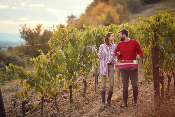 Winnica. Szczęśliwa para w winnicy. Para kombajnów winogrona w winnicy — Zdjęcie stockowe