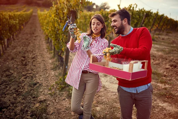 Le vignoble. Vendangeurs couple souriants raisins dans le vignoble — Photo