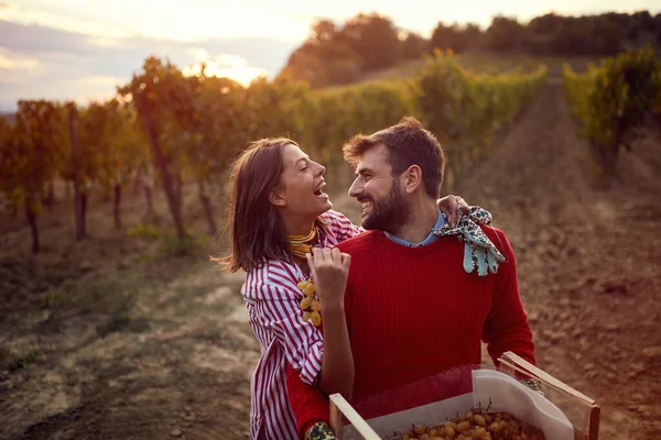 Vitigni in vigneto in autunno. Raccolta dell'uva. Giovane coppia festeggia la vendemmia — Foto Stock