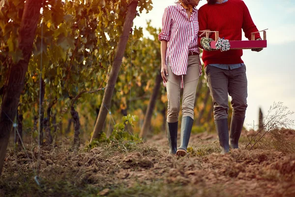 Casal andando entre fileiras de videiras — Fotografia de Stock