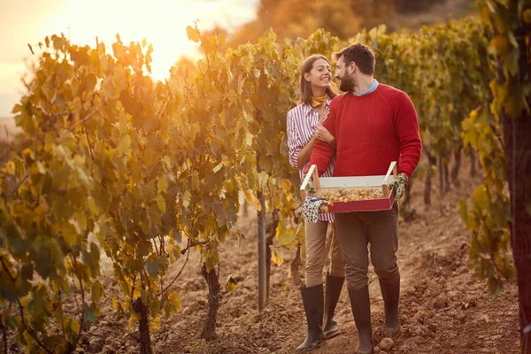 Autumn vineyards. man and woman in the vineyard during sunrise — Stock Photo, Image