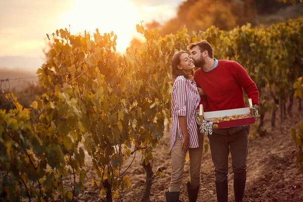 Wijndruiven in een wijngaard. paar in de wijngaard tijdens zonsopgang — Stockfoto