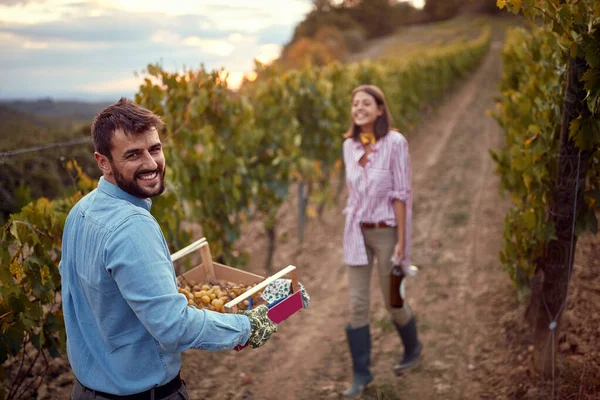 Campos de viñedo de uva. Joven cosechando uvas en el viñedo de otoño —  Fotos de Stock