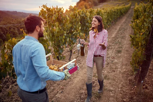 Grape Vineyard fields. Man and woman on autumn vineyard tasting wine