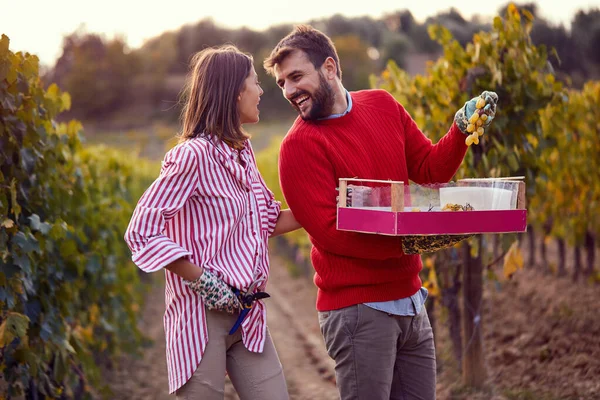 Familjevingård. Unga par som skördar druvor på vingården — Stockfoto