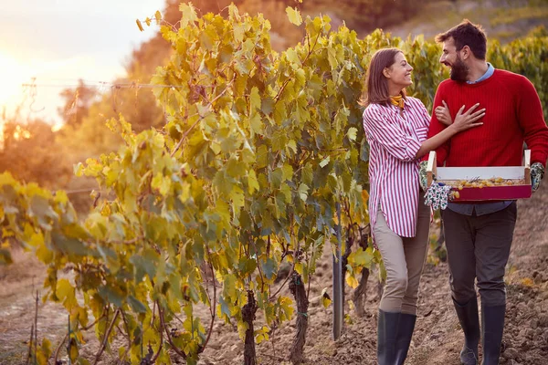 Vineyards in autumn harvest. couple harvesting grape together — Stock Photo, Image