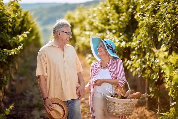 Wino i winogrona. Zbieram winogrona. starszy mężczyzna i kobieta zbierają winogrona w winnicy — Zdjęcie stockowe