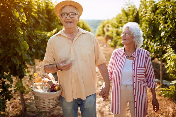 Sonbahar üzüm bağları. Şarap ve üzüm. Aile geleneği. Yaşlı çift asmaların arasında yürüyor. — Stok fotoğraf