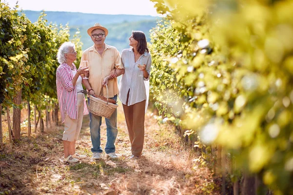 Vinfält för vindruvor. Vinskörd. Familjen går mellan raderna av vinstockar — Stockfoto