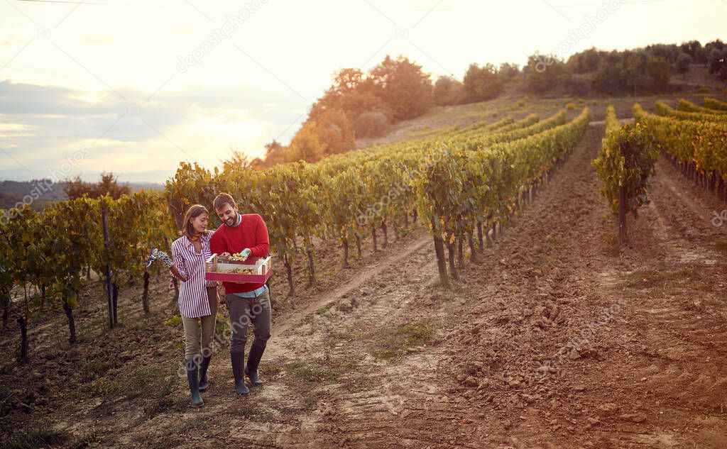 Vines in a vineyard in autumn. Couple harvesters grape in vineyard