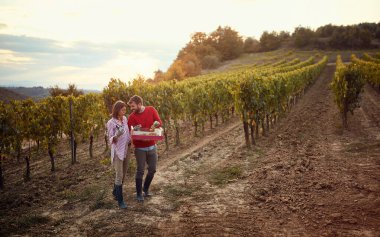 Şarap ve üzüm. Gülümseyen bir çift üzüm topluyor..