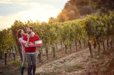 Üzüm topluyorum. Erkek ve kadın üzüm topluyor.