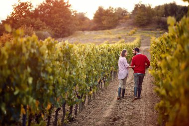 Üzüm bağında üzüm. Kadın ve erkek asmalar arasında yürüyor..