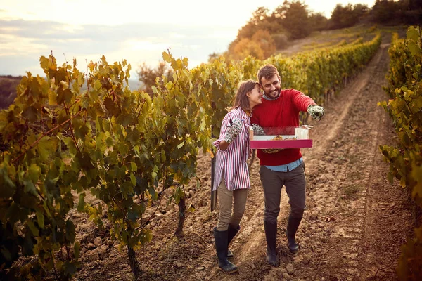 Mężczyzna i kobieta zbierają winogrona zbiorów — Zdjęcie stockowe