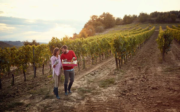 Wino i winogrona. uśmiechnięta para zbierająca winogrona. — Zdjęcie stockowe