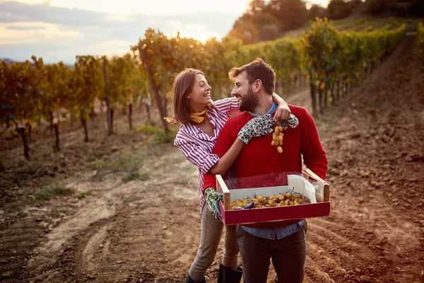 Vines in a vineyard in autumn. couple harvesting grapes. — Stock Photo, Image