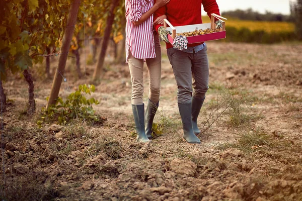 Casal andando entre fileiras de videiras no campo . — Fotografia de Stock