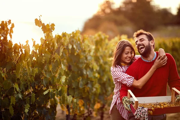 Jesienne zbiory winogron.Mężczyzna i kobieta zbierają winogrona — Zdjęcie stockowe