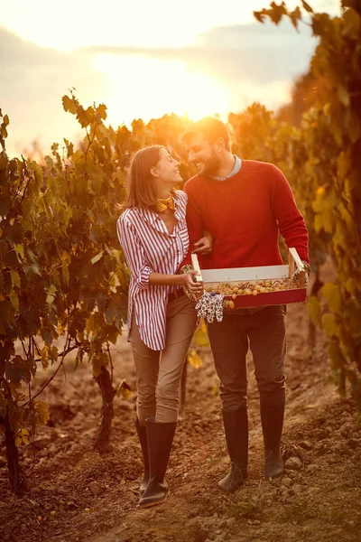 Podzimní sklizeň. muž a žena vinaři procházející mezi řadami vinic — Stock fotografie