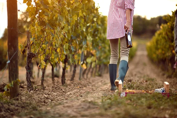 Cosecha de uvas de otoño.Cosecha de uvas.Mujer con vino en viñedo de otoño — Foto de Stock