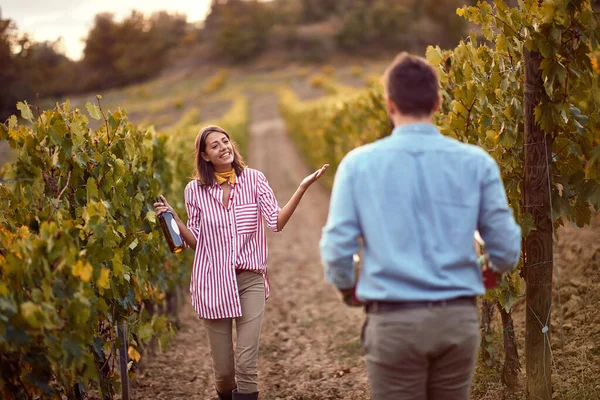 Autumn harvest grapes.Grape harvesting.Happy woman with wine on vineyard — Stock Photo, Image