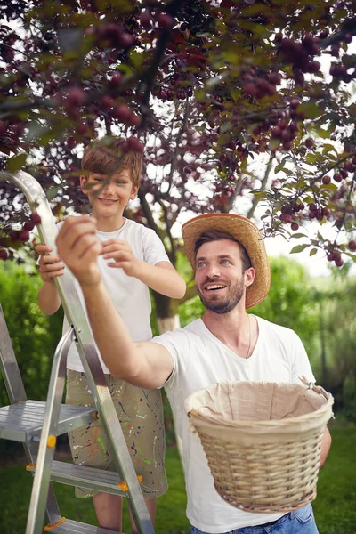 彼の父と庭で新鮮なチェリーベリーを選ぶ小さな笑顔 — ストック写真