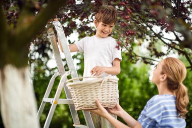 Berry toplayan çocuk. Anne ve gülümseyen oğul birlikte kiraz topluyor..