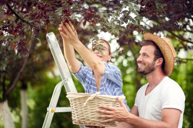Genç çift kiraz bahçesindeki bir ağaçtan kiraz topluyor..