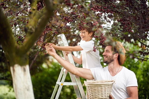 Gülümseyen Çocuk Kiraz Bahçesindeki Ağaçtan Kiraz Topluyor — Stok fotoğraf