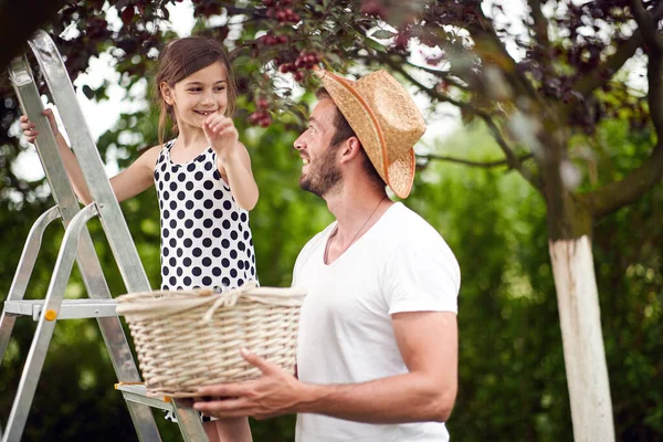 Gülümseyen Küçük Kız Babasıyla Kiraz Bahçesindeki Bir Ağaçtan Kiraz Koparır — Stok fotoğraf