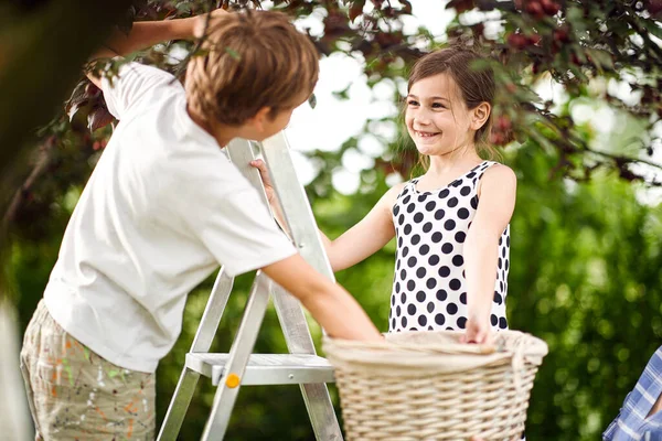 Des Enfants Cueillent Des Cerisiers Des Petits Enfants Souriants Cueillent — Photo