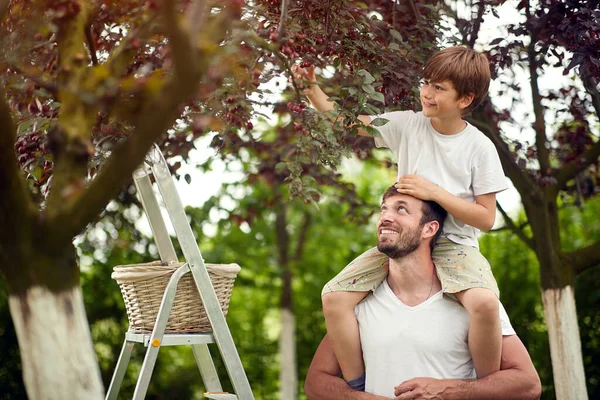 Uśmiechnięty Chłopiec Siedzący Ramionach Ojca Zbierający Wiśnie Ogrodzie — Zdjęcie stockowe