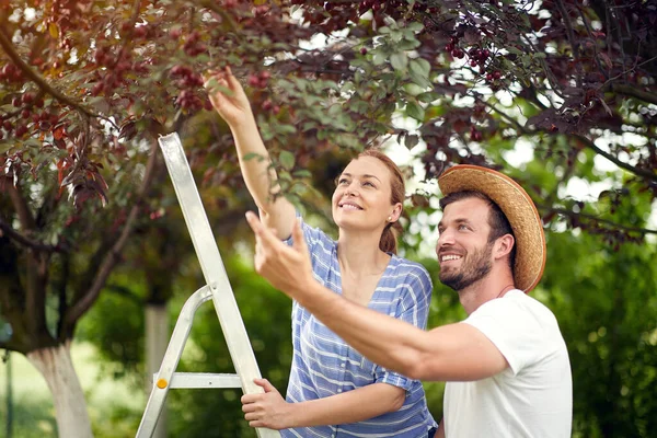 Man Woman Picking Cherries Smiling Couple Picks Cherry — Stock Photo, Image