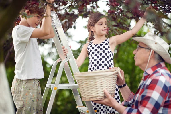 Kaukasische Broer Zus Plukken Kersen Met Hun Opa — Stockfoto