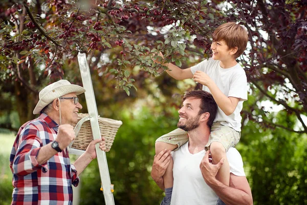 可爱的高加索男孩与他的父亲和祖父采摘樱桃 — 图库照片