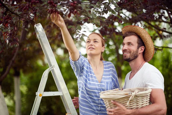 Young Caucasian Husband Wife Couple Picking Cherries Trees — Stock Photo, Image