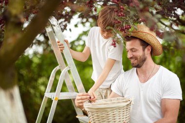 Baba ve oğul güzel bir havada sepetten kiraz topluyor.