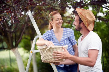 Bahçede mutlu eşler sepete kiraz topluyor.
