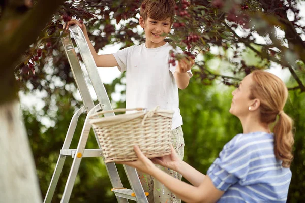 Menino Pegando Cerejas Para Cesto Com Sua Mãe — Fotografia de Stock