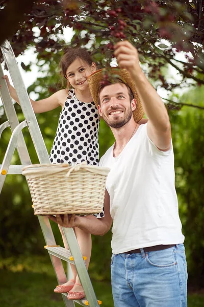 Father and daughter picking cherries in the garden on a beautiful day