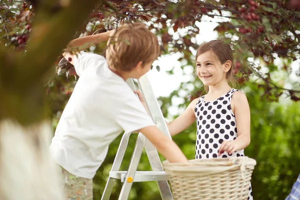 哥哥和姐姐喜欢在花园里的篮子里采摘樱桃 — 图库照片